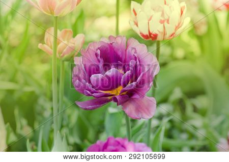 Violet Double Colorful Beautiful Tulip. Purple Tulip  Like Peony