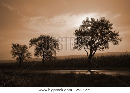 Coucher de soleil derrière les arbres en couleurs bruns