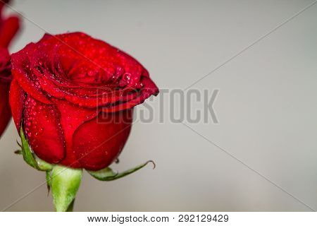 Red Roses On Grey Background Copyspace. Valentines, Eigths March Womans Day, Holiday.