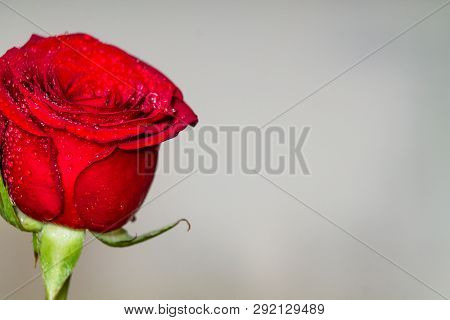 Red Roses On Grey Background Copyspace. Valentines, Eigths March Womans Day, Holiday.