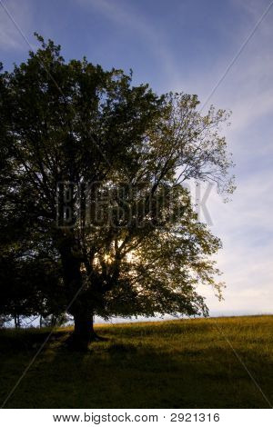 Soleil derrière l'arbre