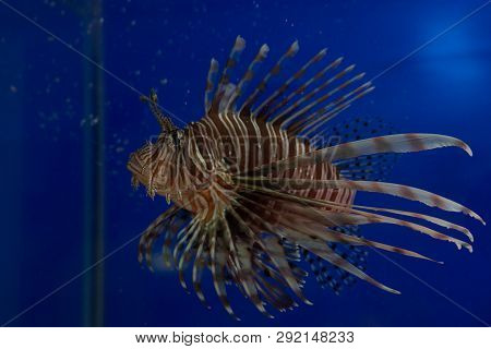 Lionfish-zebra, Or Zebra Fish, Or Striped Lionfish Lat. Pterois Volitans Is A Fish