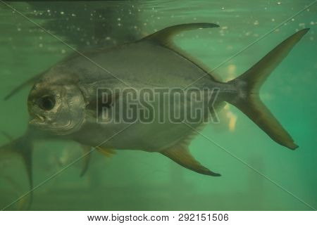 Red Piranha Serrasalmus Nattereri Swimming Underwater In Troubled Waters
