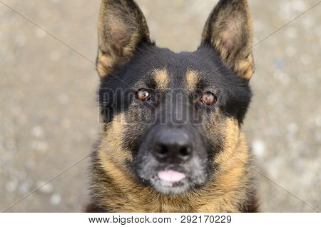 German Shepherd Dog, East European Shepherd Dog, Obedient Dog, Dog Shows Tongue