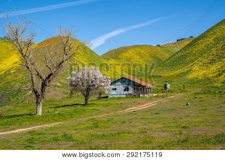 Abandoned Shack Near Carrizo Plain National Monument, During The Spring California Superbloom Of Wil
