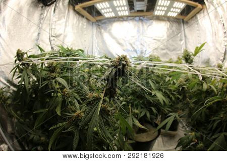 Marijuana. Growing Marijuana and Cannabis. Marijuana Grow Tent. Cannabis farm indoors. 