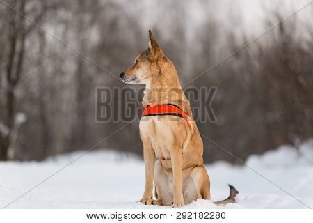 Cute Mixed Breed Dog Walking In A Park. Mongrel In The Snow