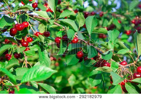 Ripe Cherry Fruit Brightly Red Color On The Branches Of Ashinskaya Prunus Subg. Cerasus. Barbados Ch