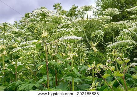 Plant Heracleum (borshevik Sosnovsky), A Poisonous Plant