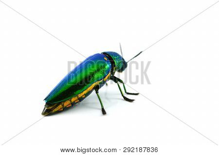 Jewel Beetle Isolated On White Background - Other Names Metallic Wood Boring / Buprestid Green Insec