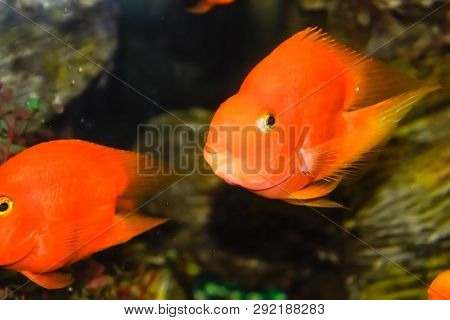 Fish In The Aquarium Of The Aquarium, Scaridae