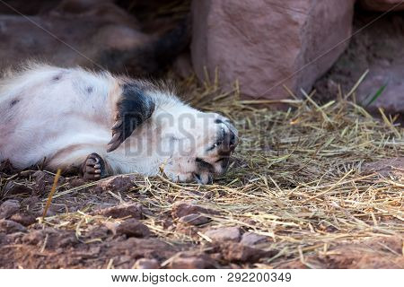 A Badger Sleeping On Its Back In The Straw With A White Underbelly And Black Arms With Long Claws.