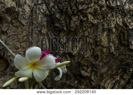 White And Red Frangipani (leelawadee) On The Big Tree