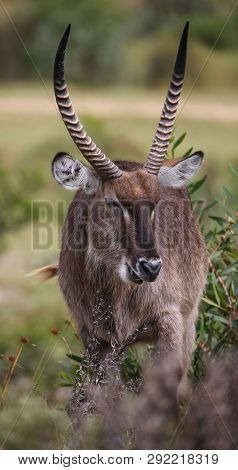 Male Waterbuck With Long Horns Browsing On Green Leaves