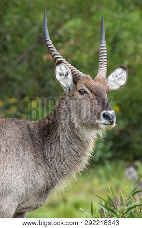 Portrait Of An Alert Male Waterbuck With Long Horns
