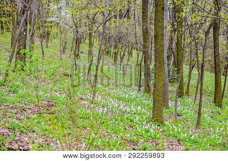 Magical Green Forest And Sunlit Wild Bluebell Flowers