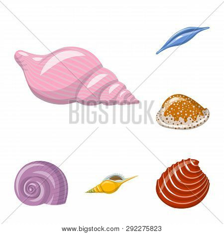 Vector Illustration Of Seashell And Mollusk Logo. Set Of Seashell And Seafood  Stock Vector Illustra