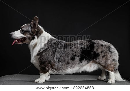 Beautiful Corgi Dog Standing, Side View, Dark Background