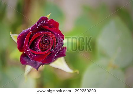 English Gardens - Aromatic Rose - Black Baccara