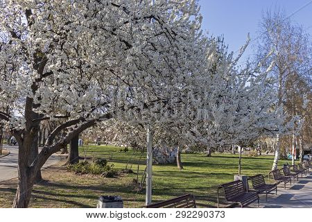 Sofia, Bulgaria - March 27, 2019: Spring Landscape With Trees And Gardens At Park Zaimov In City Of 