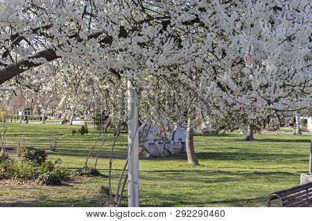 Sofia, Bulgaria - March 27, 2019: Spring Landscape With Trees And Gardens At Park Zaimov In City Of 
