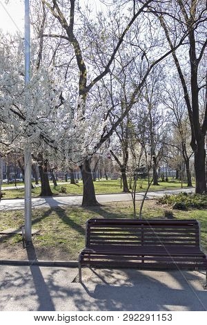 Sofia, Bulgaria - March 27, 2019: Spring Landscape With Trees And Gardens At Park Zaimov In City Of 