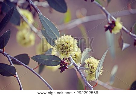 Yellow Flowers And Buds Of The Rare Desmond Mallee, Eucalyptus Desmondensis, Family Myrtaceae. Endem