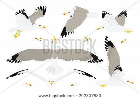 Vector Flat Cartoon Animal Clip Art Seagull Sea Gull Set
