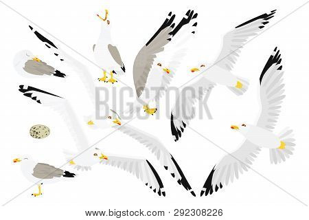 Vector Flat Cartoon Animal Clip Art Seagull Sea Gull Set