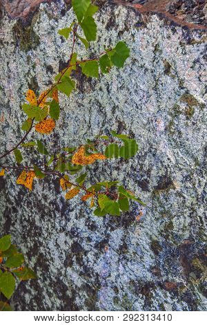 Natural Surface Texture Of Serpentinite Mined In The Ural Mountains