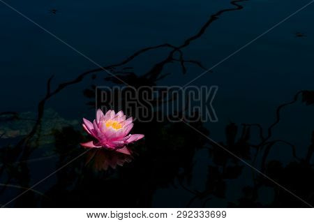 Pink Lotus Blossom In Natural Pond