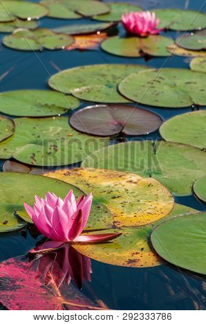 Pink Lotus Blossoms In Dirty Pond On Sunny Day.nef