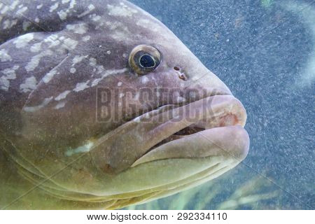 this is a fish in an natural reef