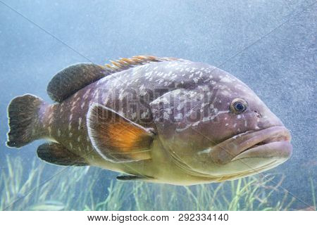 This Is A Fish In An Natural Reef