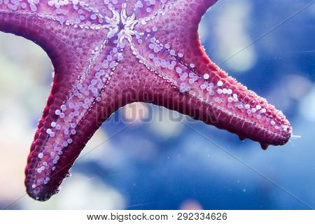 This Is A Portrait Of A Star Fish