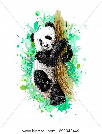 Panda Baby Cub Sitting On A Tree From A Splash Of Watercolor, Hand Drawn Sketch. Vector Illustration