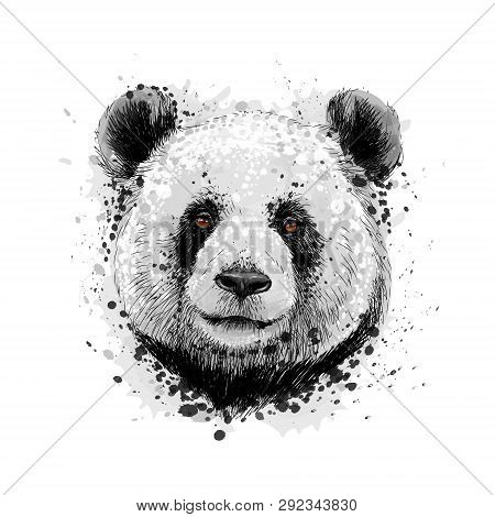 Portrait Of A Panda Bear From A Splash Of Watercolor, Hand Drawn Sketch. Vector Illustration Of Pain