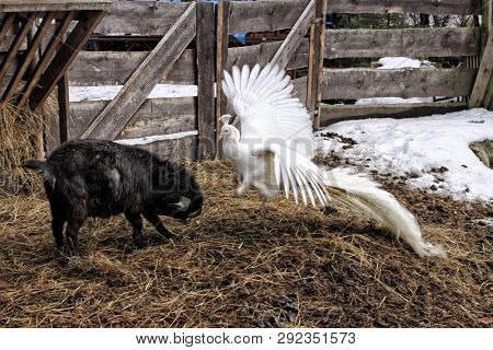 Young Black Goat Fighting With The White Peacock On The Dunghill In Wooden Fold