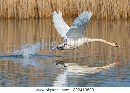 Natural Mute Swan (cygnus Olor) Taking Off From Water Surface, Spread Wings
