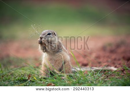 An African Ground Squirrel (xerus Sciuridae) Sitting In An Upright Position And Nibbling On A Strand