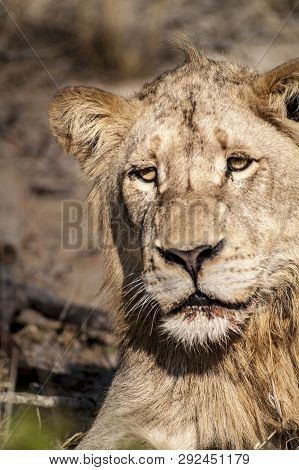 Lion (panthera Leo) South Africa, Mpumalanga, Timbavati Nature Reserve