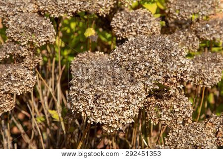 Flowers And Fruits Of The Castle Garden Milotice