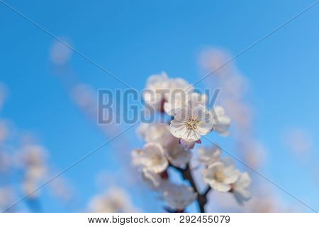 Pink Cherry Blossom Against The Blue Spring Sky.