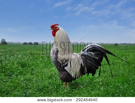 Rooster On Green Field And Blue Sky Background
