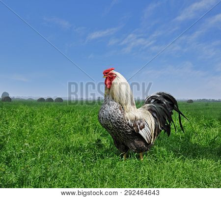 Rooster On Green Field And Blue Sky Background