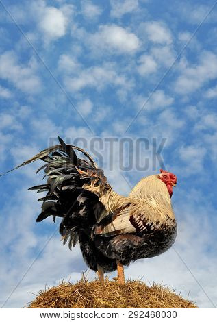 Cock Stands On A Pile Of Straw Against The Blue Sky
