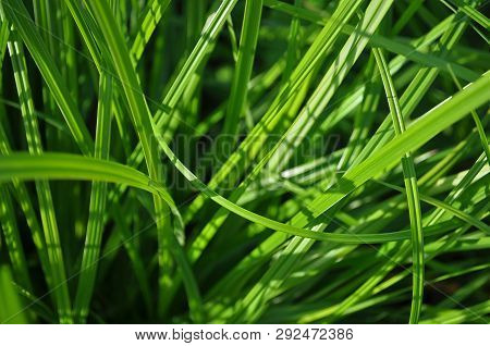 Green Background Consisting Of Long Grass Leaves