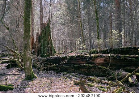 Partly Declined Oak Tree In Spring