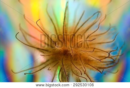 Art Photo Of A Dried Clematis Flower On A Polichrome Blurred  Background