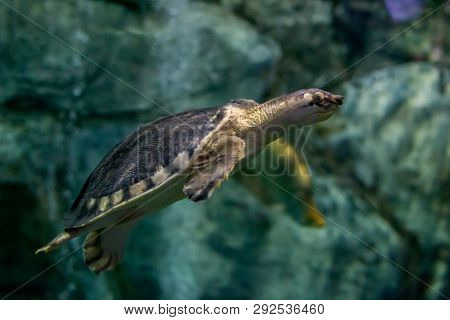 Marine Life Of The Underwater World, Not Necessarily Dive, You Can Go To The Aquarium